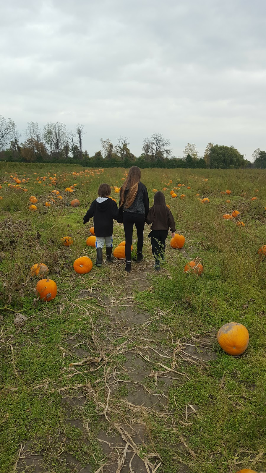 Macklins Farm Produce | 2155 Lakeshore Rd, Sarnia, ON N7T 7H4, Canada | Phone: (519) 869-4255