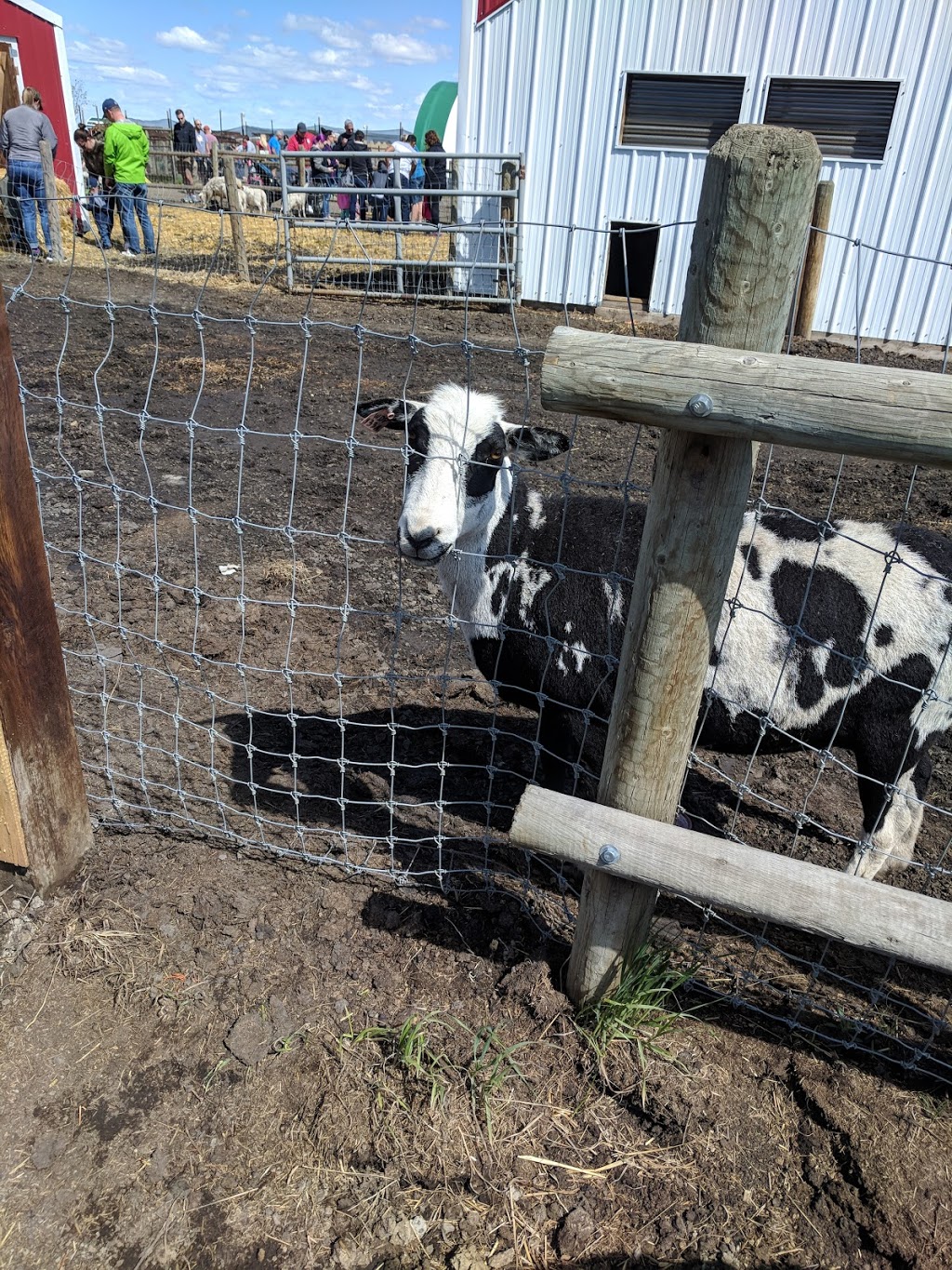 Calgary Corn Maze & Fun Farm | 284022 Township Rd 224, Rocky View No. 44, AB T1X 0J6, Canada | Phone: (403) 648-2719