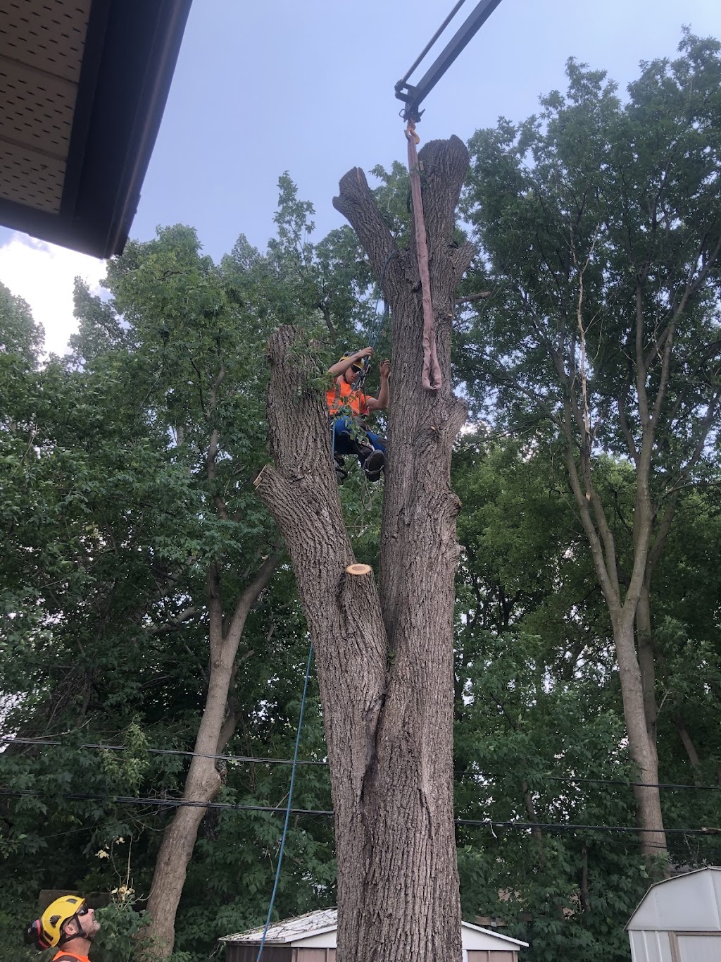 Shady Expert Tree Care | 17468 Warden Ave., Newmarket, ON L3Y 4W1, Canada | Phone: (905) 830-0081