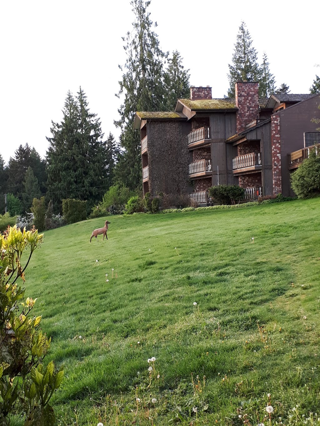 Deer Lodge Motel | 2529 Partridge Rd, Mill Bay, BC V0R 2P1, Canada | Phone: (250) 743-2423