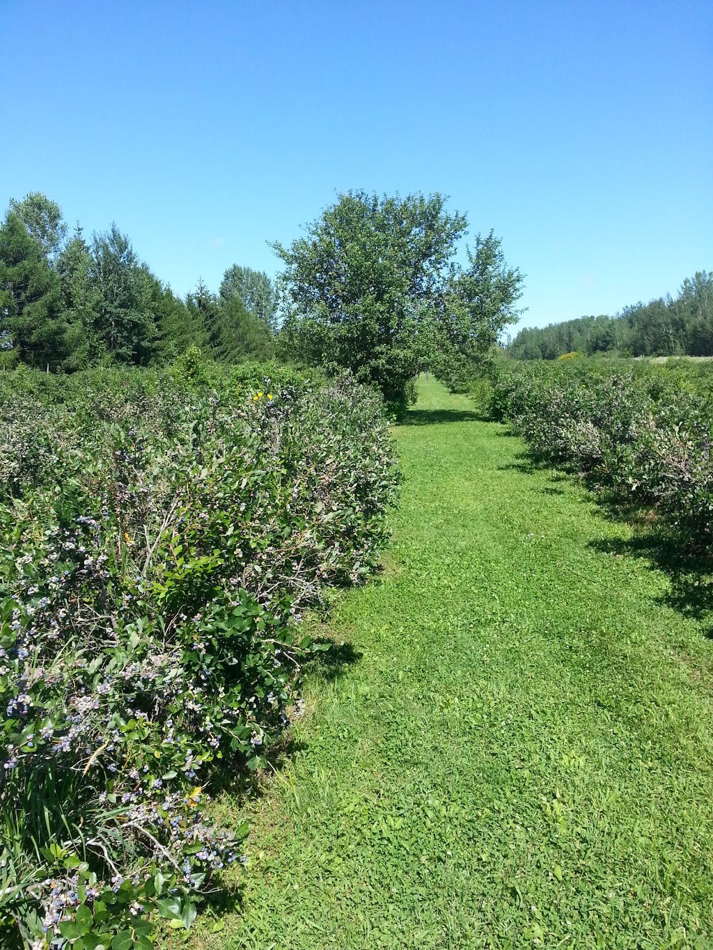 La Bleuetière Bellevue | 1708 Chemin Bellevue, Carignan, QC J3L 0J1, Canada | Phone: (514) 258-1814