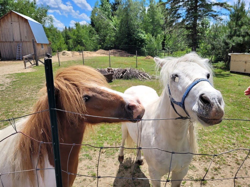 SAFE - Sanctuaire pour animaux de ferme de lEstrie | 508 Rte de Mansonville, Mansonville, QC J0E 1X0, Canada | Phone: (514) 609-8148