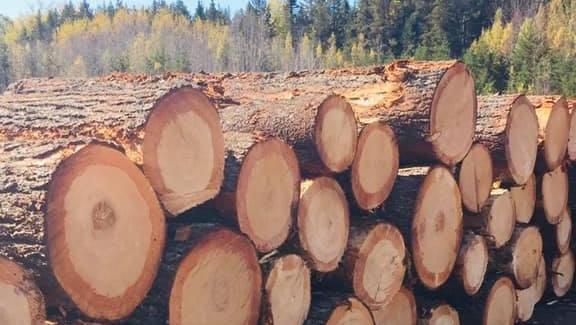 Ayat Timbers International Ltd | 158 Portage Vale Rd, Penobsquis, NB E4G 2Y5, Canada | Phone: (506) 567-8001