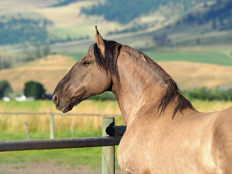 Henry Equestrian Insurance Brokers Ltd. | 53 Prospect St, Newmarket, ON L3Y 3T1, Canada | Phone: (905) 727-1144