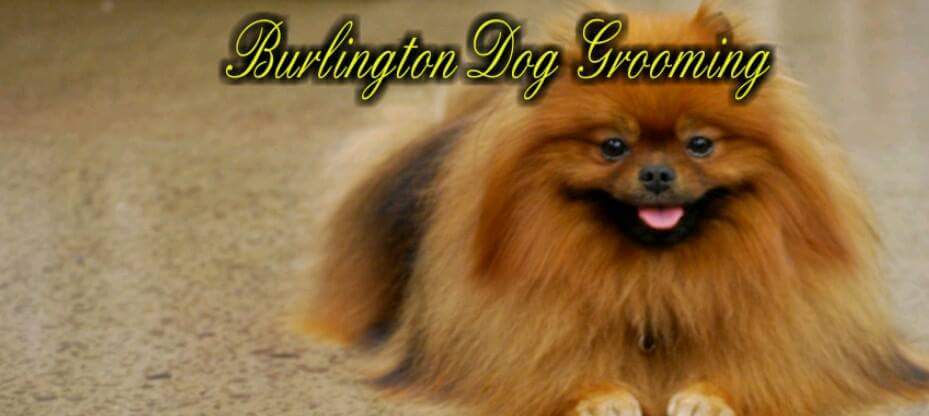 Burlington Dog Grooming | 450 Appleby Line, Burlington, ON L7L 2Y2, Canada | Phone: (289) 230-1233