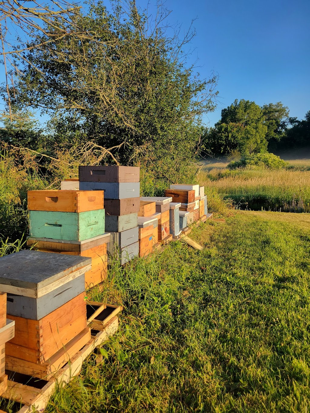 Here and There Apiary | 393 County Rd 8, Picton, ON K0K 2T0, Canada | Phone: (416) 553-1079