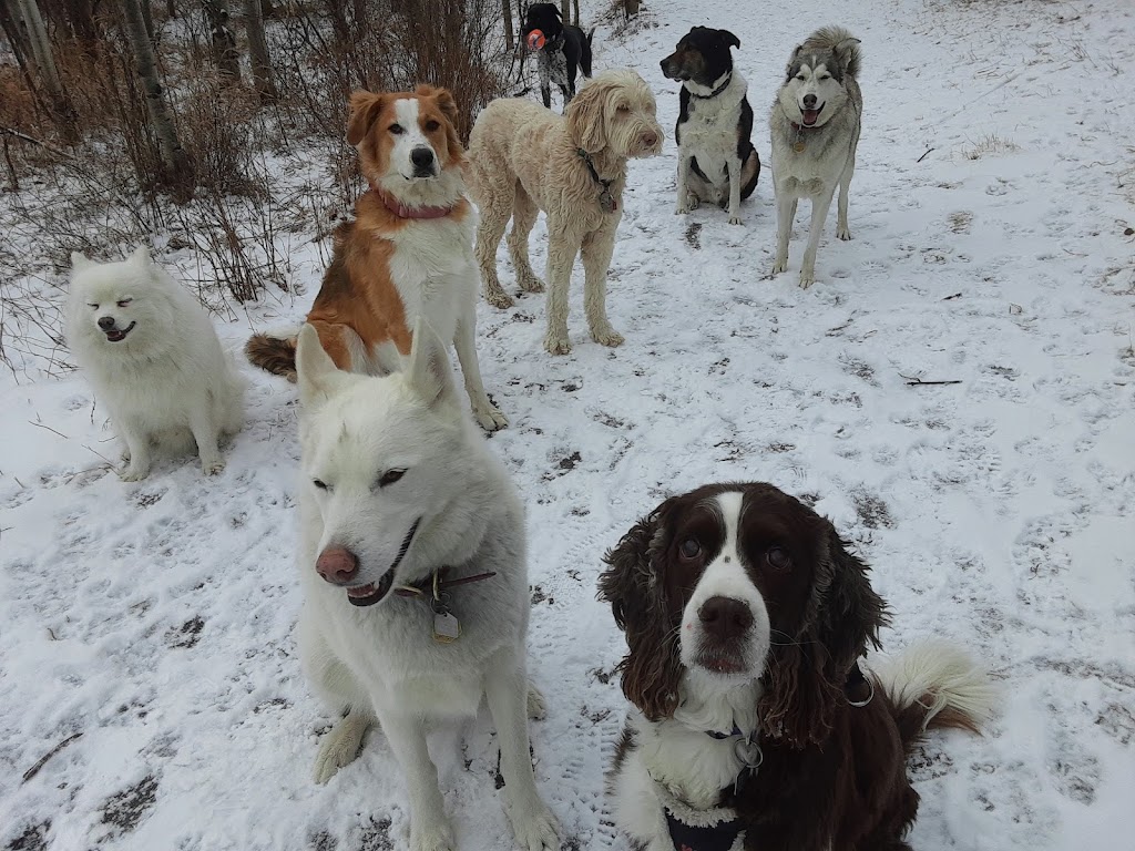 Hayleys Pets Play dog walker | 533 Schubert Pl NW, Calgary, AB T3L 1X3, Canada | Phone: (403) 467-0150