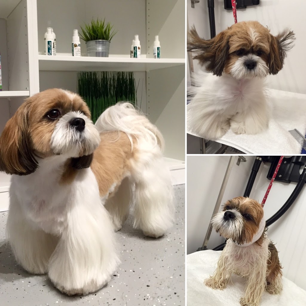 Guau Pet Grooming Spa | 43 Cathedral High St, Markham, ON L6C 0P1, Canada | Phone: (647) 558-4400