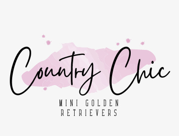 Country Chic Mini Goldens | 320165 338 Ave E, Foothills County, AB T0J 0M0, Canada | Phone: (403) 999-5747