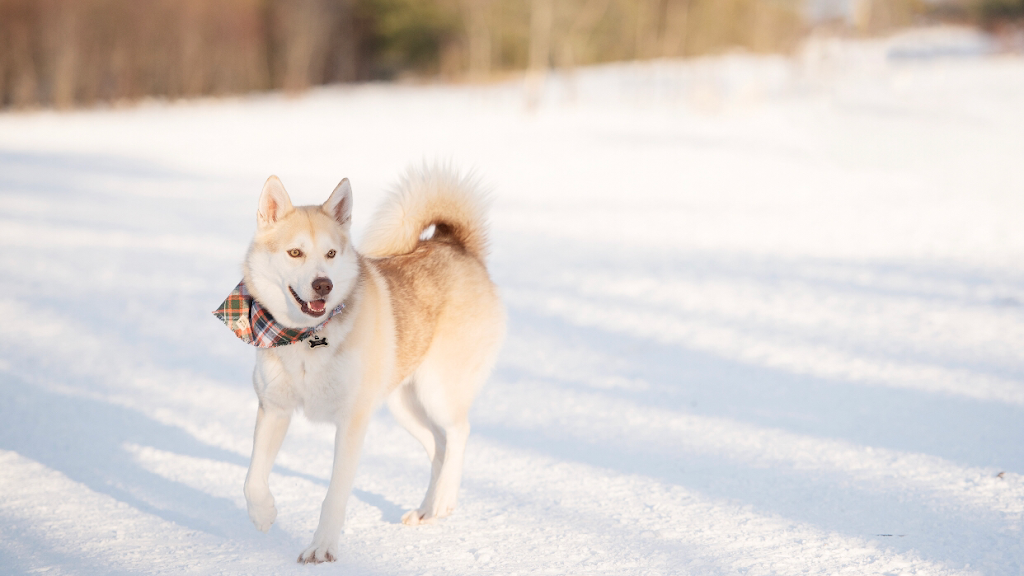 Chapel Hill Grooming inc | 1600 Forest Valley Dr #4, Orléans, ON K1C 6X7, Canada | Phone: (613) 841-5240