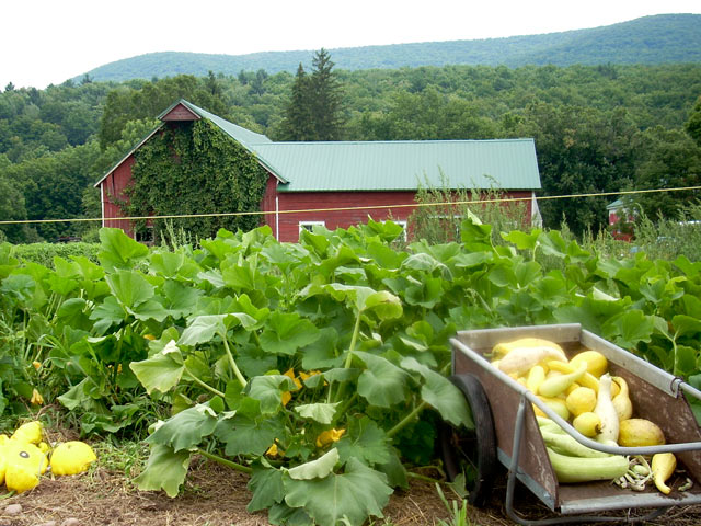 Find Local Foods Canada | 24 Tottenham Rd, Alliston, ON L9R 1Z2, Canada | Phone: (289) 970-0333