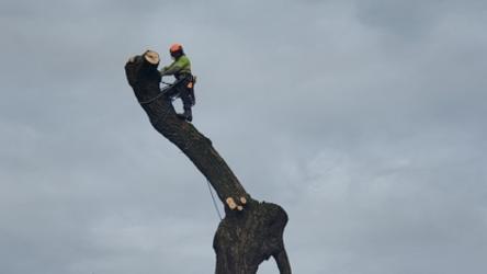 Agassiz Hedge & Tree Service | 2894 Cameron Rd, Agassiz, BC V0M 1A0, Canada | Phone: (604) 703-3934