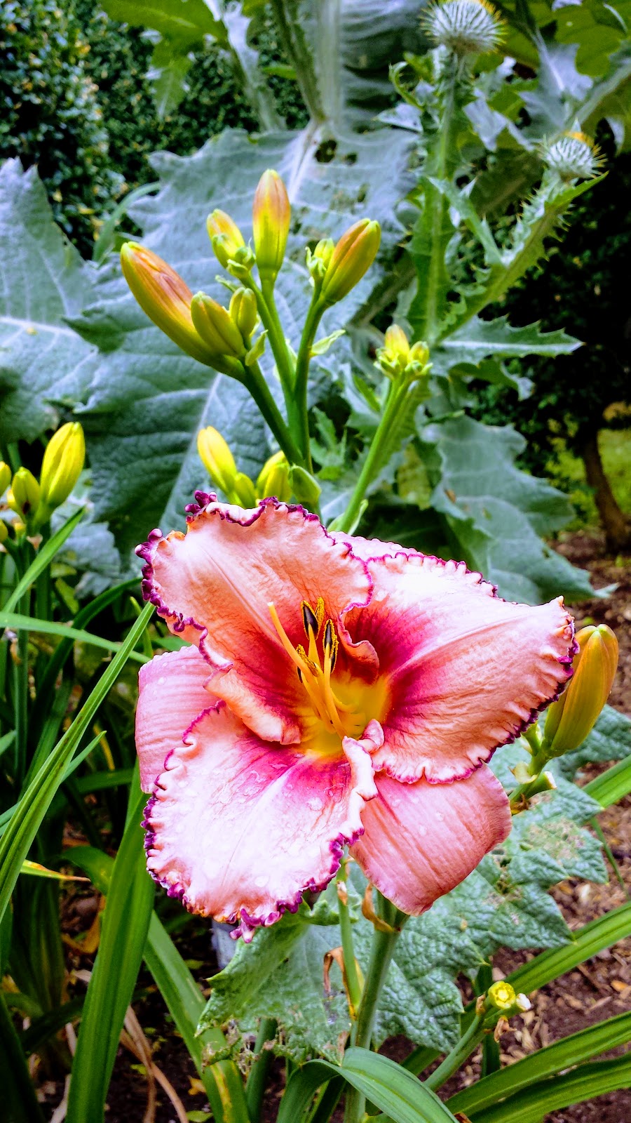 Eriksons Daylily Gardens | 24642 51 Ave, Langley City, BC V2Z 1H9, Canada | Phone: (604) 856-5758