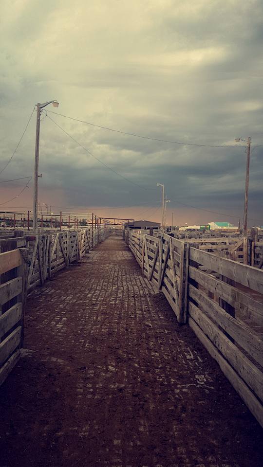 Southern Alberta Livestock Exchange | 813 14 St, Fort Macleod, AB T0L 0Z0, Canada | Phone: (403) 553-3315