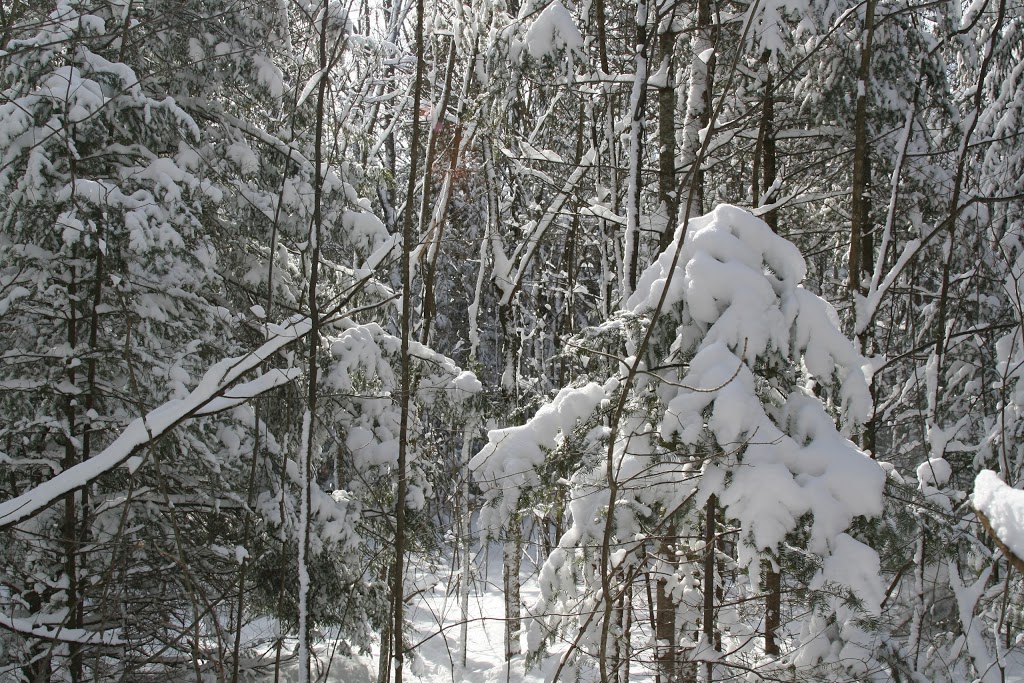 Altberg Wildlife Sanctuary Nature Reserve | Monck Rd, Kawartha Lakes, ON K0M 1K0, Canada | Phone: (800) 440-2366