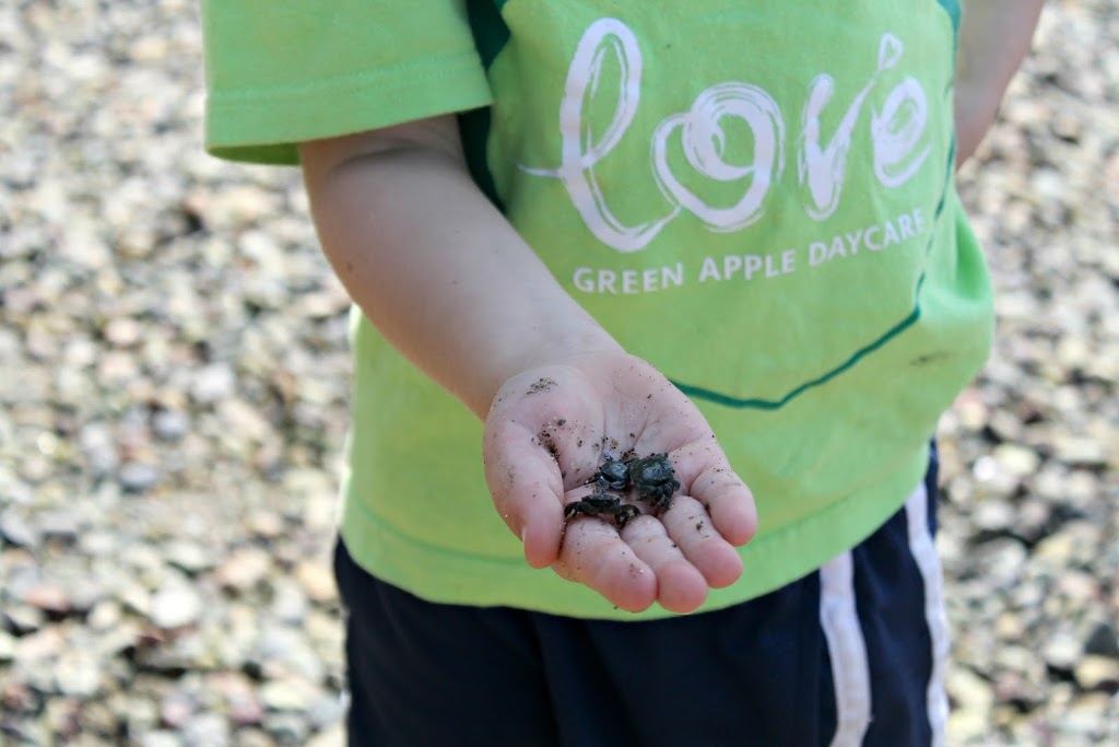 Green Apple Daycare | 1790 Ioco Rd, Port Moody, BC V3H 5C5, Canada | Phone: (604) 461-8662