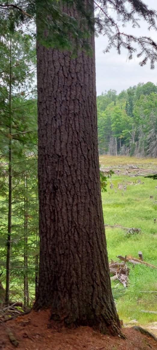 Rocky Ridge Apple Orchard & Hiking Trails | 81 Rocky Ridge Rd, Barrys Bay, ON K0J 1B0, Canada | Phone: (613) 756-0087