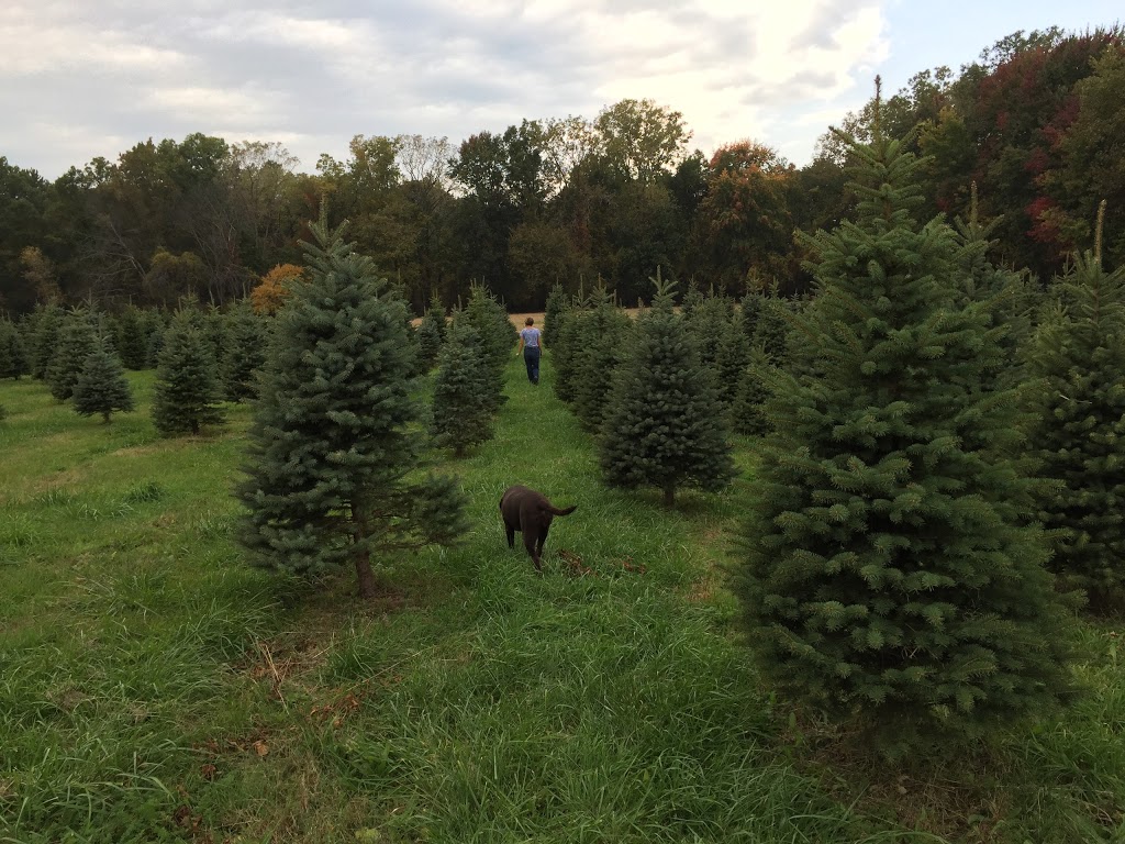 Shea Christmas Tree Farm | 6214 Shea Rd, Marine City, MI 48039, USA | Phone: (810) 765-5882