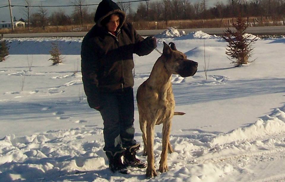 Great Danes & Bull Terriers by Strongbow Dog Breeder | 4594 ON-3, Sherkston, ON L0S 1R0, Canada | Phone: (905) 894-4809