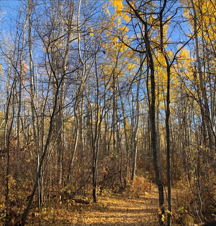 Jarvis Bay Provincial Campground | Red Deer County, AB T0M 0H0, Canada | Phone: (403) 887-5522