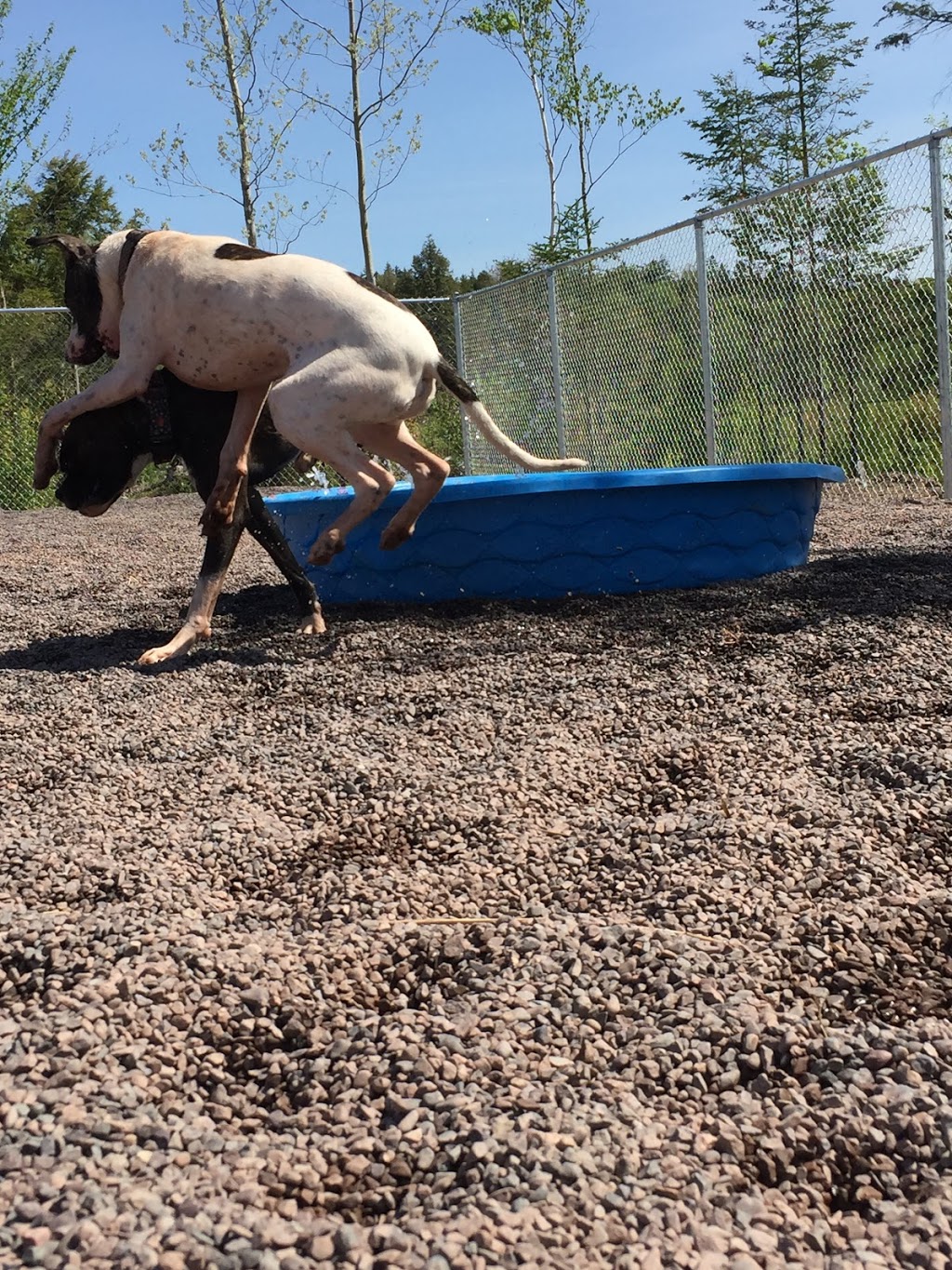 HOUNDS on the HILL Grooming, Boarding & Daycare | 4172 East River East Side Road, Plymouth, NS B2H 5C5, Canada | Phone: (902) 754-1702