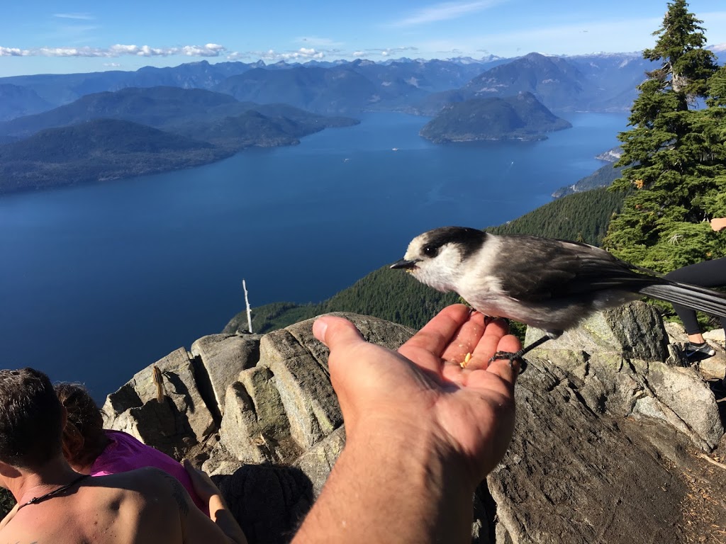 Howe Sound Crest Trail | West Vancouver, BC V0N 1G0, Canada