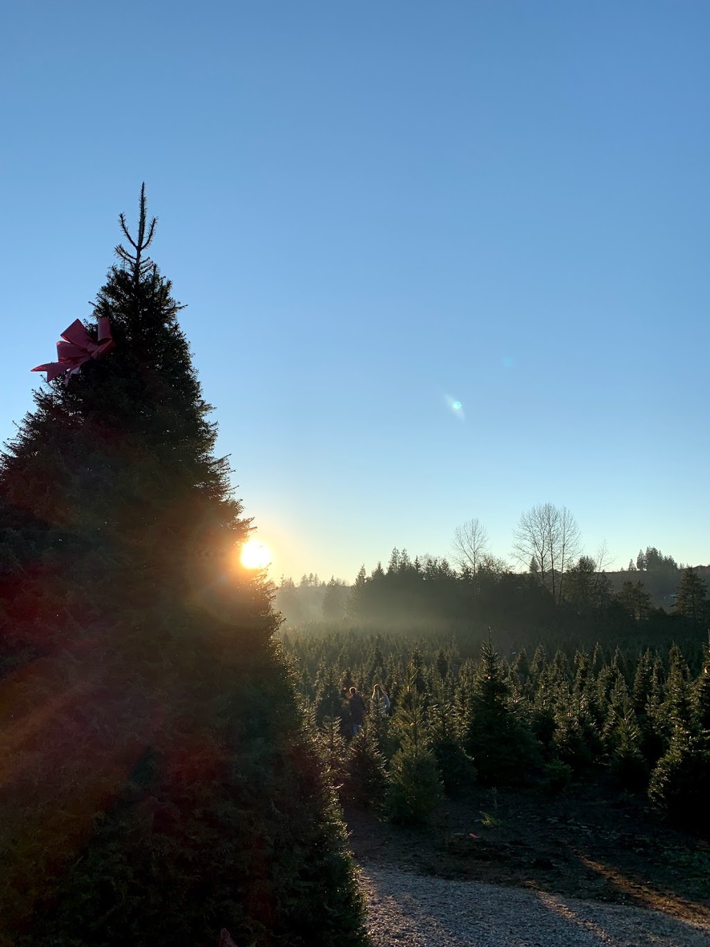 Dogwood Christmas Tree Farm | 8589 252 St, Langley City, BC V1M 3P1, Canada | Phone: (604) 888-9161