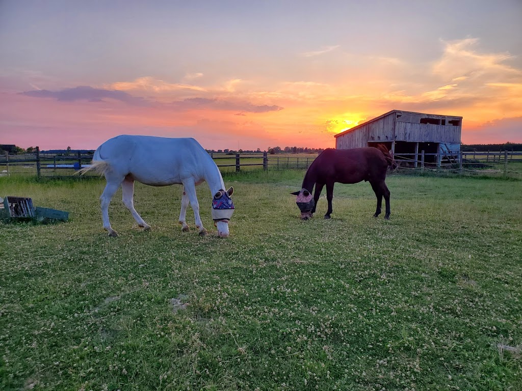 Foxtrot Stables | 2664 County Rd 12, Essex, ON N8M 2X6, Canada | Phone: (248) 635-9520