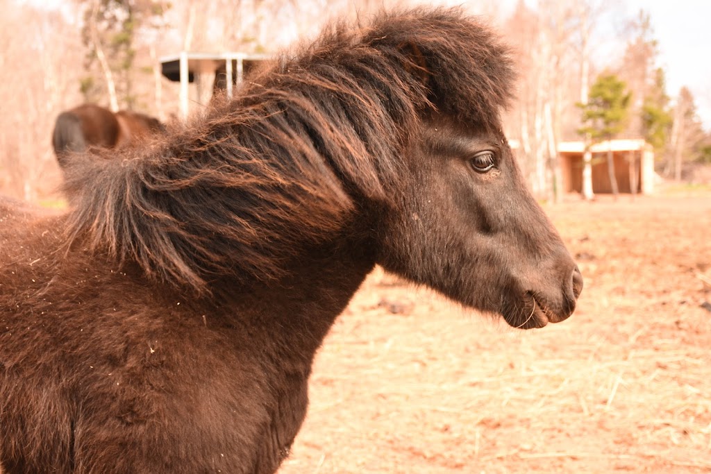 Caroline LeBlanc, Serene View Ranch | 174 Pickles Ln, Pickles lane, PE C1B 0P2 (mailing address PO Box 24076, Stratford, PE C1B 2V5, Canada | Phone: (902) 393-3829