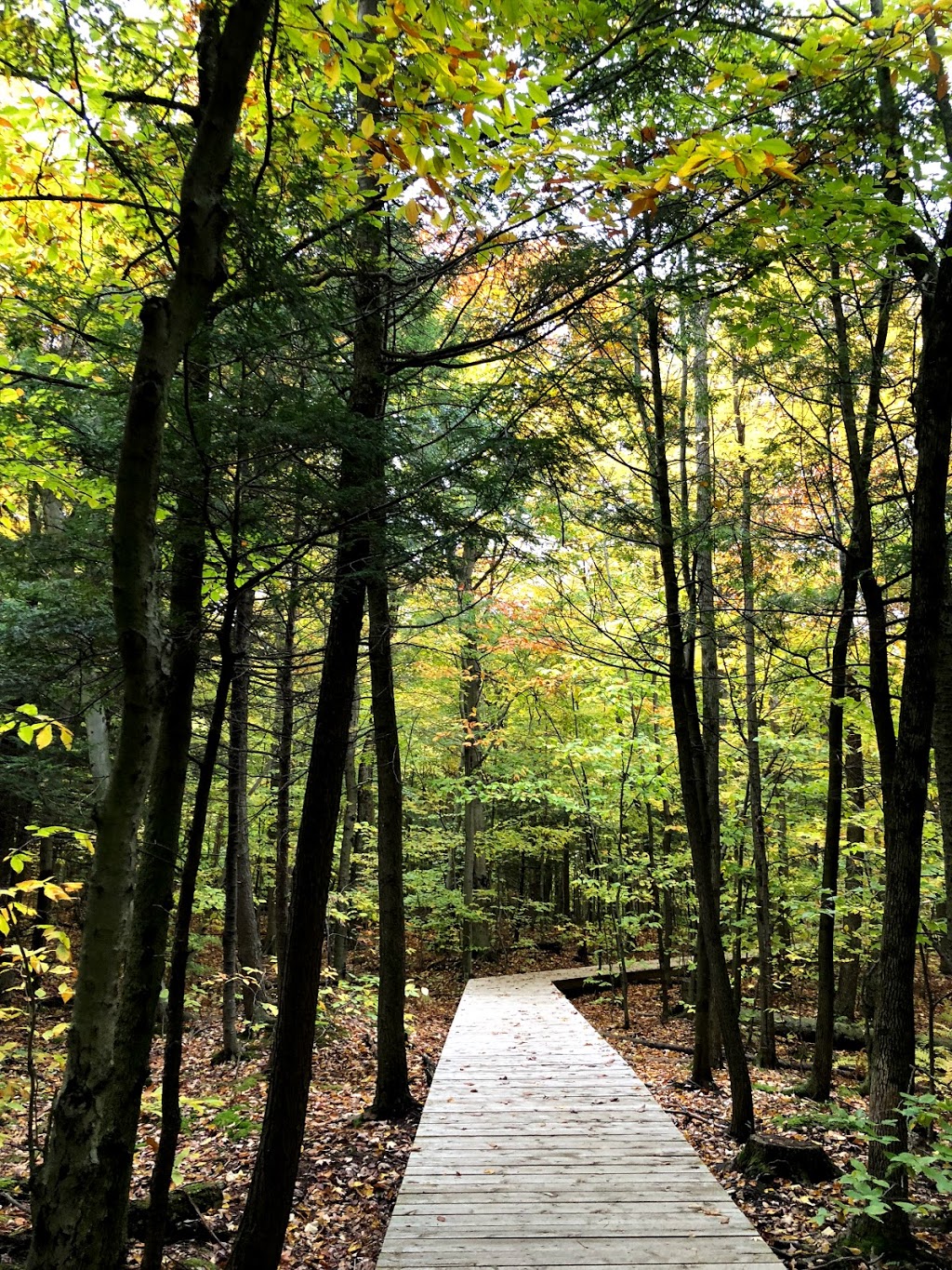 Gault Nature Reserve of McGill University | 422 Chemin des Moulins, Mont-Saint-Hilaire, QC J3G 4S6, Canada | Phone: (450) 467-4010