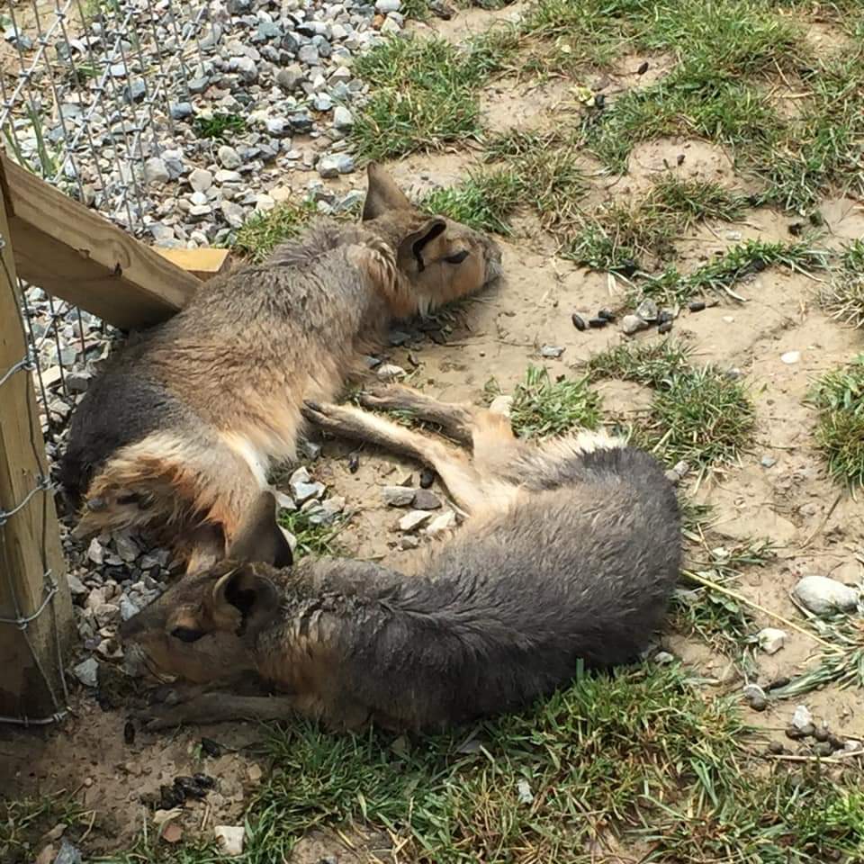 Timber Creek Petting Farm | 6572 Burns Line Rd, Lexington, MI 48450, USA | Phone: (810) 712-6446