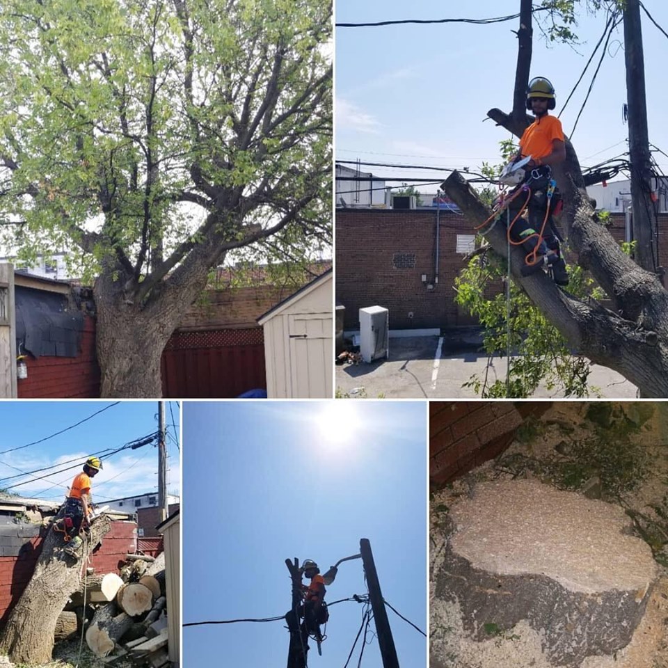 Toronto Tree Guys Inc. | 349 Marland Ave, Oshawa, ON L1J 1X4, Canada | Phone: (647) 390-9223