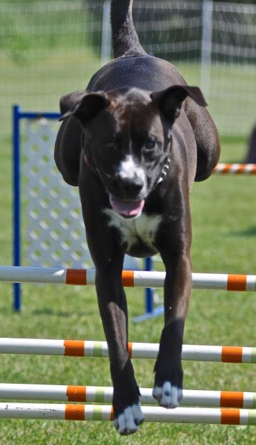 Paus-n-Train Agility & Obedience | 300 Lindsay Rd, Selwyn, ON K9J 0C5, Canada | Phone: (705) 740-0774