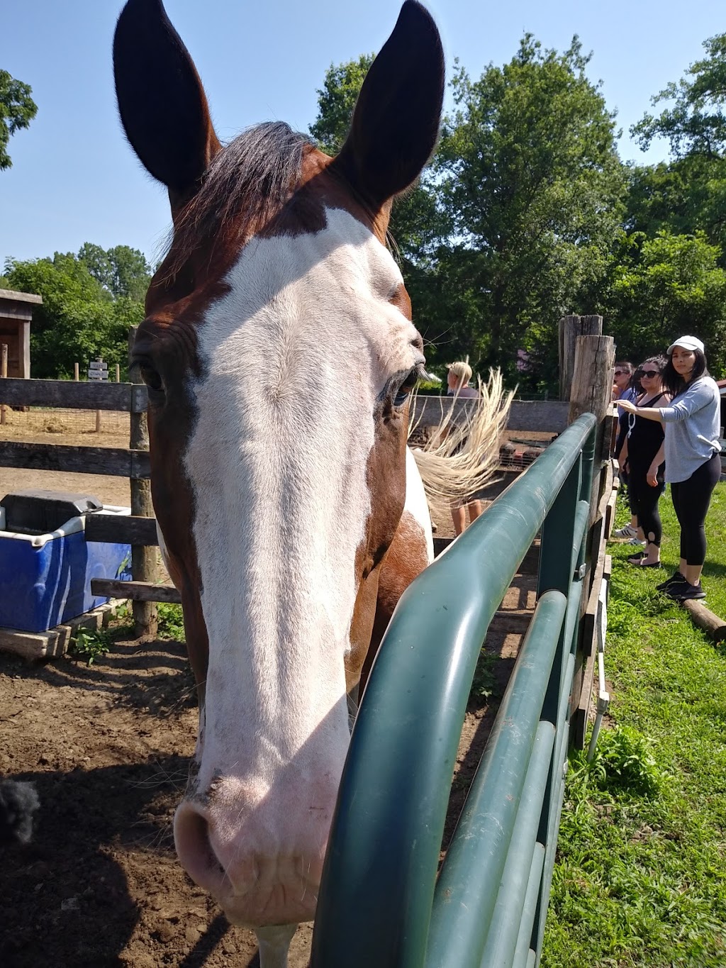 Ralphys Retreat Animal Sanctuary | 85 Dancey Side Rd, St Williams, ON N0E 1P0, Canada | Phone: (519) 420-1364