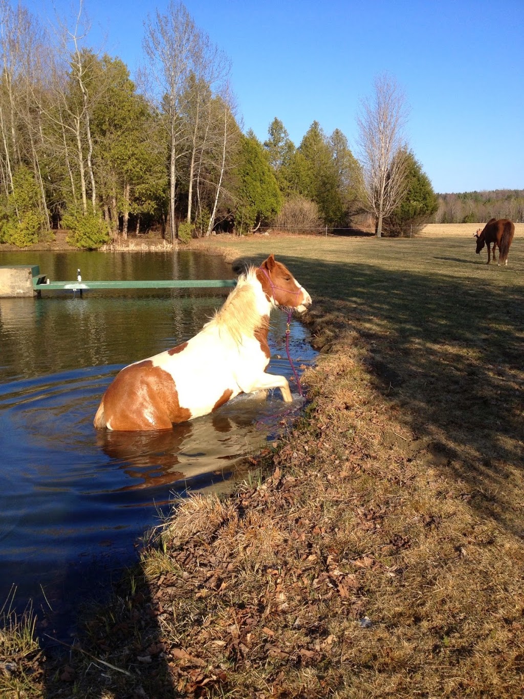 Harmony Hills Equestrian Centre | 181 Chemin Johnston, Cookshire-Eaton, QC J0B 1M0, Canada | Phone: (514) 808-2050