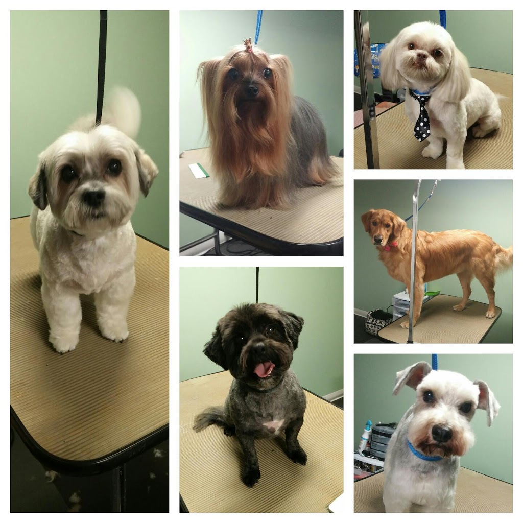 Sit, Stay, Style Dog Grooming | box 2025, Fort QuAppelle, SK S0G 1S0, Canada | Phone: (306) 745-8602