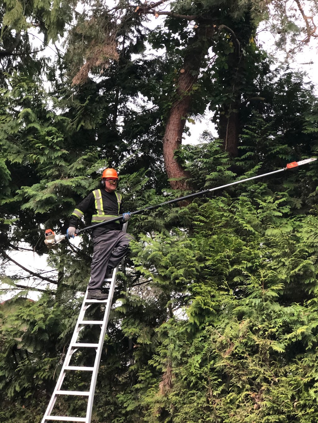 Davids Tree Service | BC Parkway, New Westminster, BC V3L 5L1, Canada | Phone: (604) 526-4850