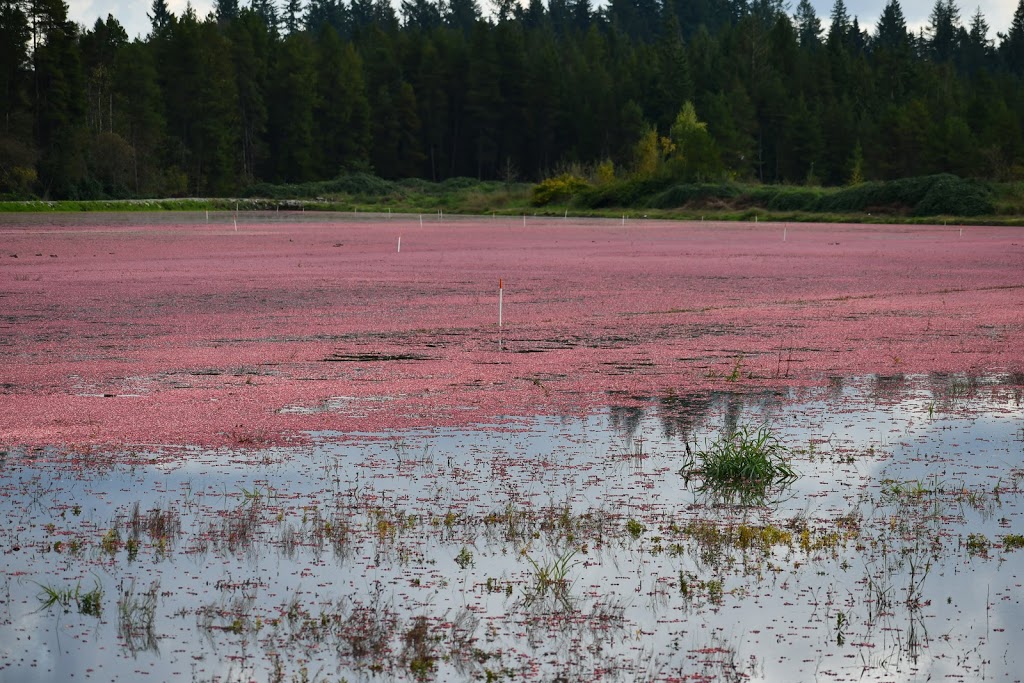 Coast Cranberries Ltd | 21710 Allard Crescent, Langley City, BC V1M 3W1, Canada | Phone: (604) 888-1015