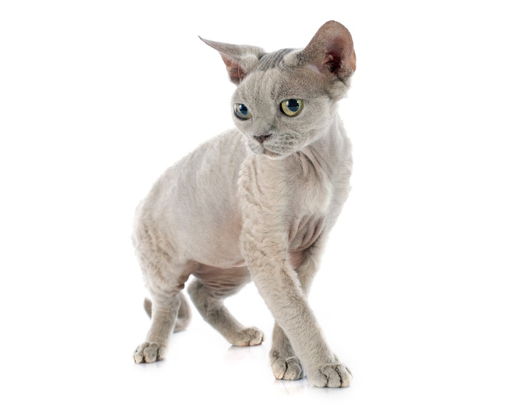 Ontario Devon Rex Breeder | National Cres, Brampton, ON L7A 1G9, Canada | Phone: (905) 866-9612