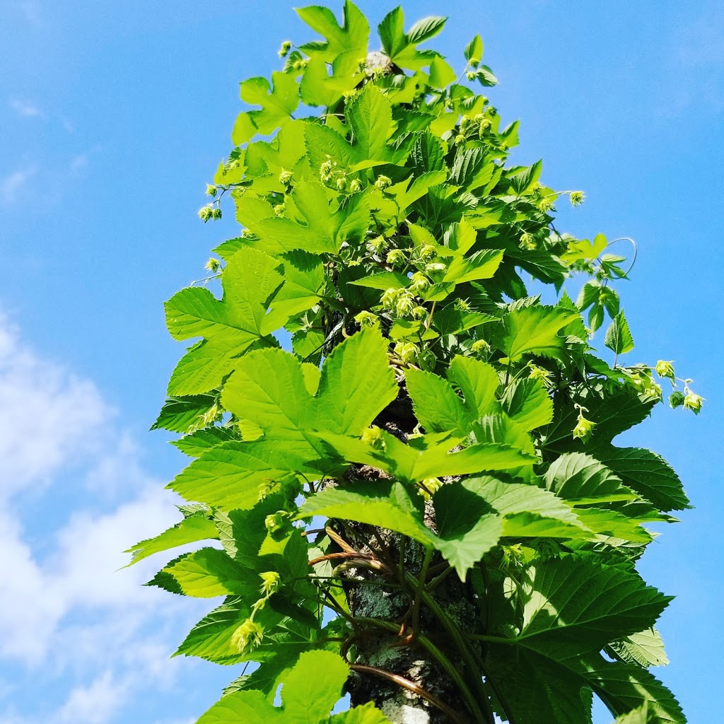 Eastern Townships Heritage Hops- Houblons Heritage de lestrie | 33 Rue Hillbury, Bury, QC J0B 1J0, Canada | Phone: (819) 674-0967