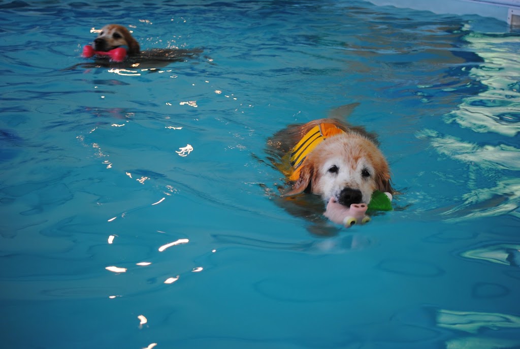 Coastal Canine Hydrotherapy & Fitness Centre | 1600 Benzon Crescent, Errington, BC V0R 1V0, Canada | Phone: (250) 905-0047