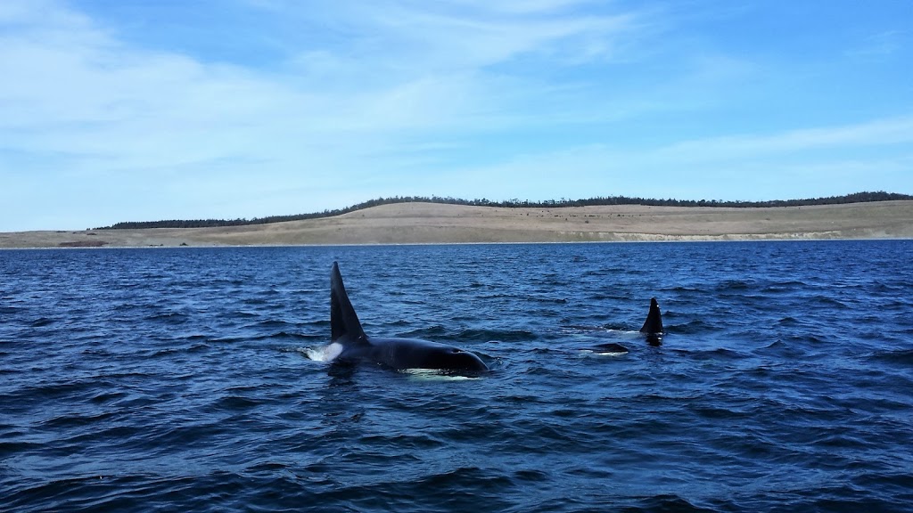 Mayas Legacy Whale Watching | #14 Cannery Landing 8507, Friday Harbor, WA 98250, USA | Phone: (360) 378-7996