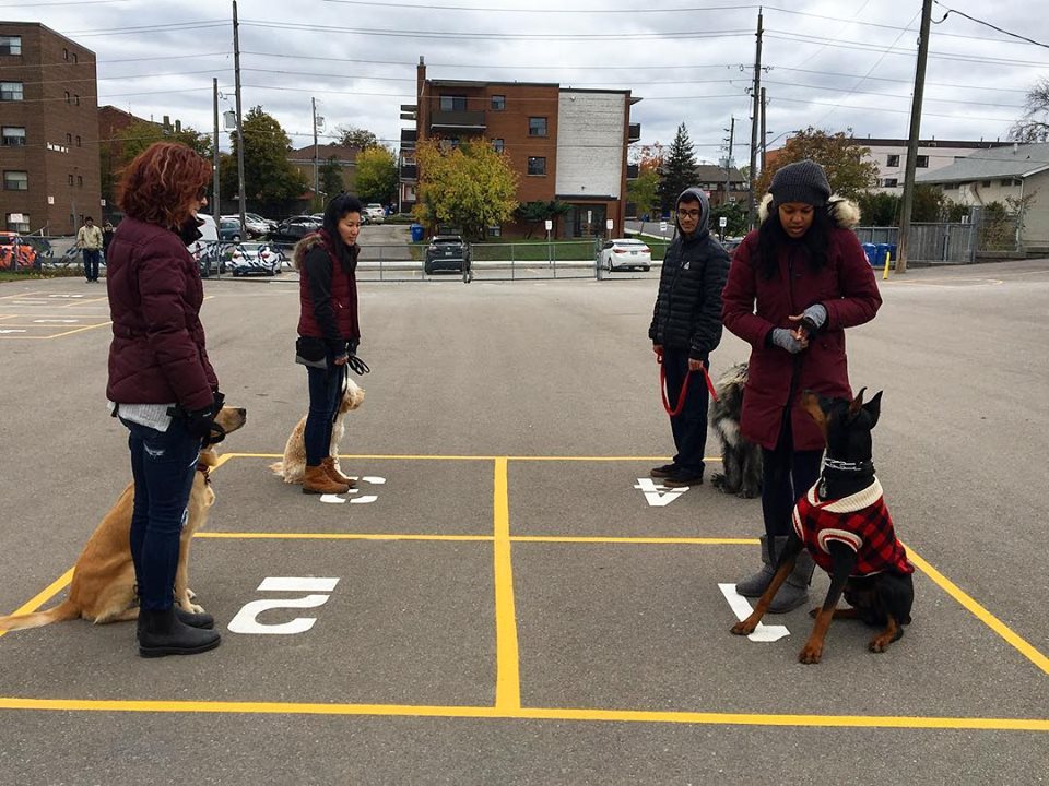 Jennifer Broadbents Dog Training Academy | The Den Doggy Daycare, 5325 Harvester Rd, Burlington, ON L7L 5K4, Canada | Phone: (905) 869-2275