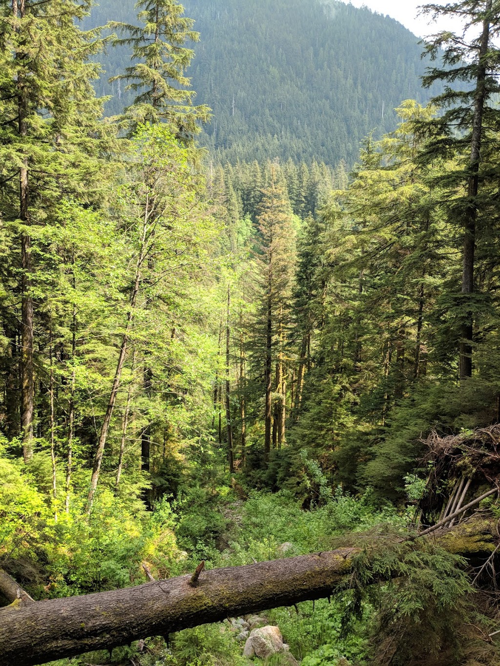 Big Cedar | North Vancouver, BC V7K 3B2, Canada