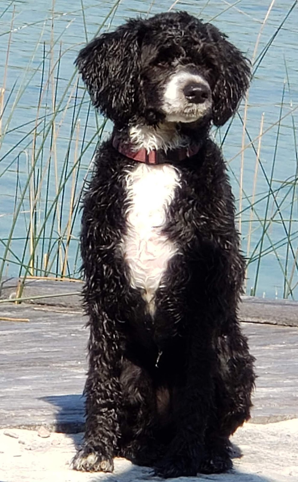 Keeva Bay Regd Portuguese Water Dogs | 3 Rhine Meadow Rd, Heidelberg, ON N0B 2M1, Canada | Phone: (519) 699-4770