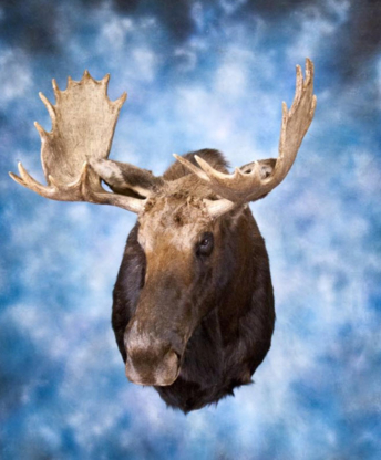 Alberta Taxidermy Studios Ltd | 4995 Centre Ave, New Sarepta, AB T0B 3M0, Canada | Phone: (780) 941-3800