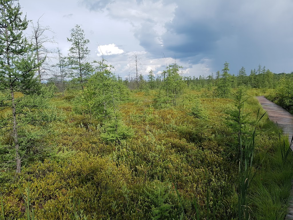 Mer Bleue Bog Trail | Ridge Rd, Ottawa, ON K0A 2Y0, Canada | Phone: (613) 239-5000