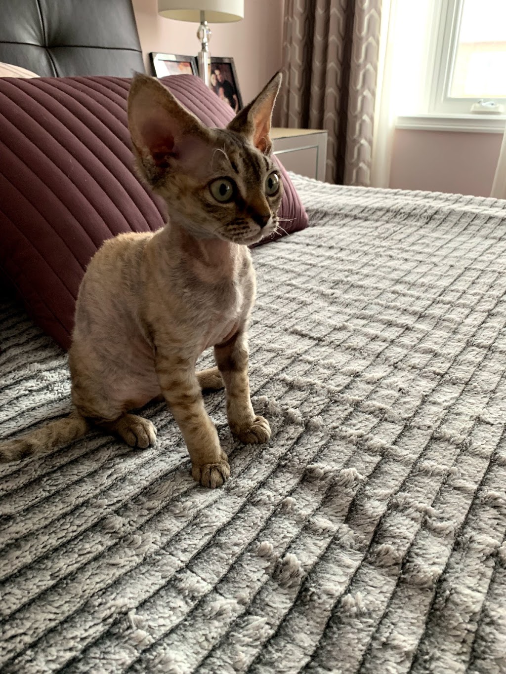 CURLY PRIDE Devon Rex Cattery (Toronto, ON) | 35 Cedarcroft Blvd, North York, ON M2R 2Z4, Canada