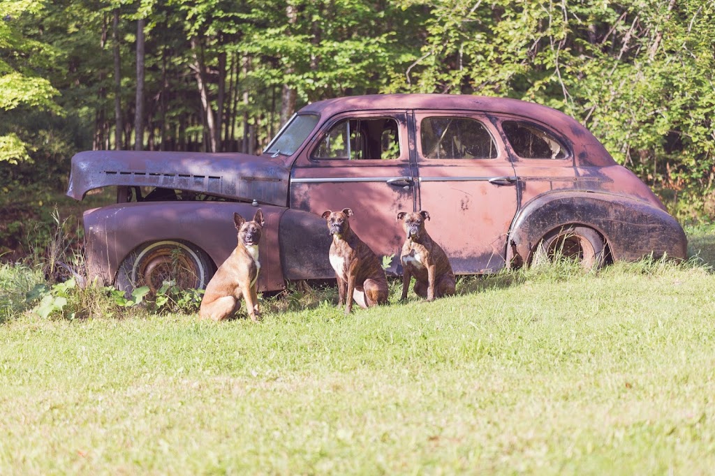 Dressage de chien | Mordu à los | 1550 Rue St Aimé, Drummondville, QC J2B 2S8, Canada | Phone: (819) 388-7833