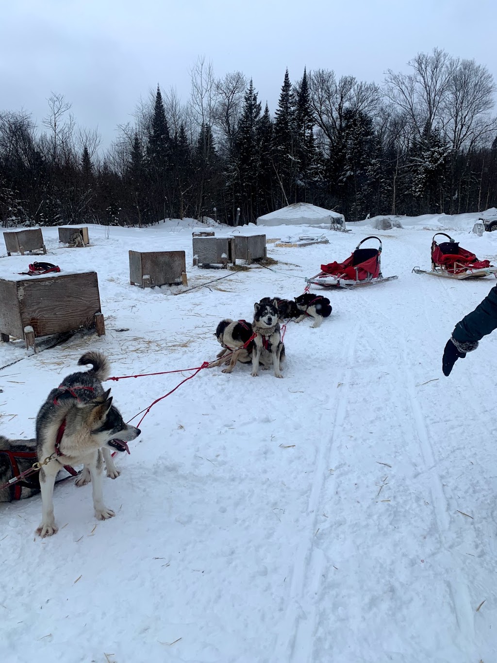 Mountain Adventure Dogsledding | 150 Chemin Val Mont, Val-des-Lacs, QC J0T 2P0, Canada | Phone: (819) 681-4853